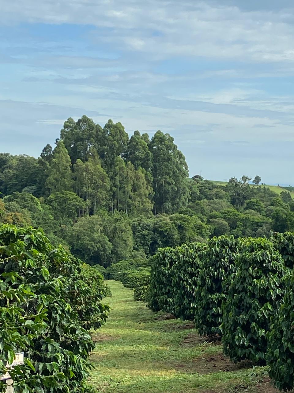 Cafezal do Sítio São Luiz em Tomazina